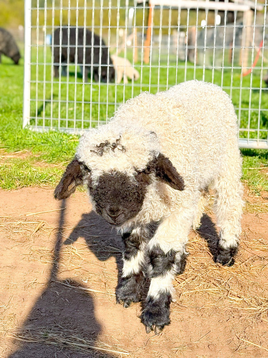 RLX Mars | F2 Ram Lamb (75%) - Rancho Relaxo Farm