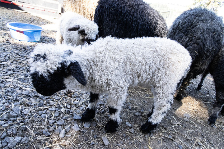 RLX Mars | F2 Ram Lamb (75%) - Rancho Relaxo Farm