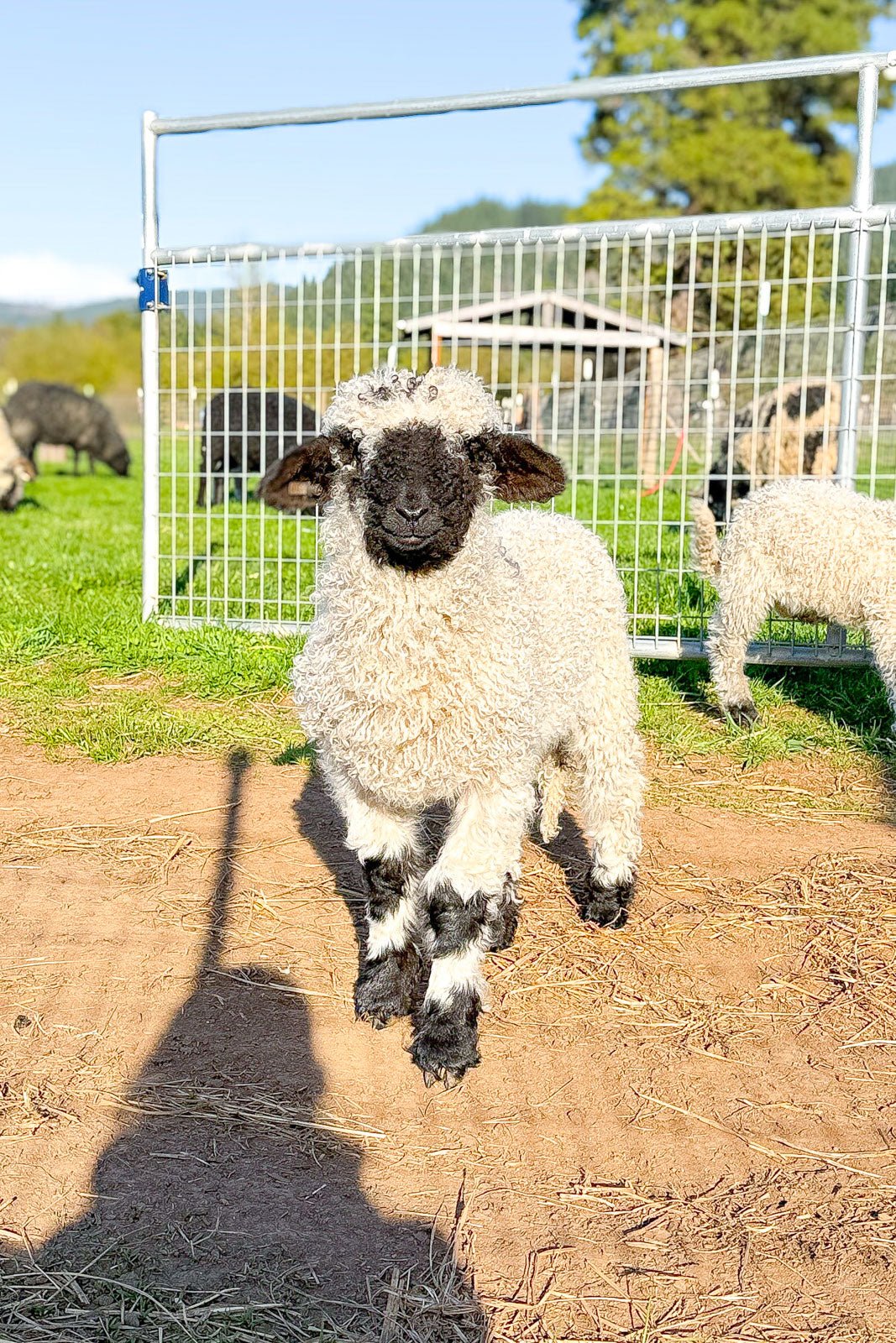 RLX Mars | F2 Ram Lamb (75%) - Rancho Relaxo Farm