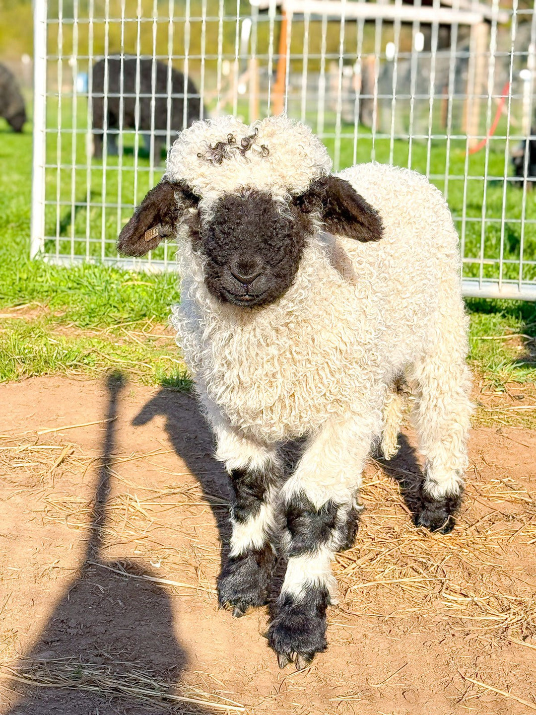 RLX Mars | F2 Ram Lamb (75%) - Rancho Relaxo Farm