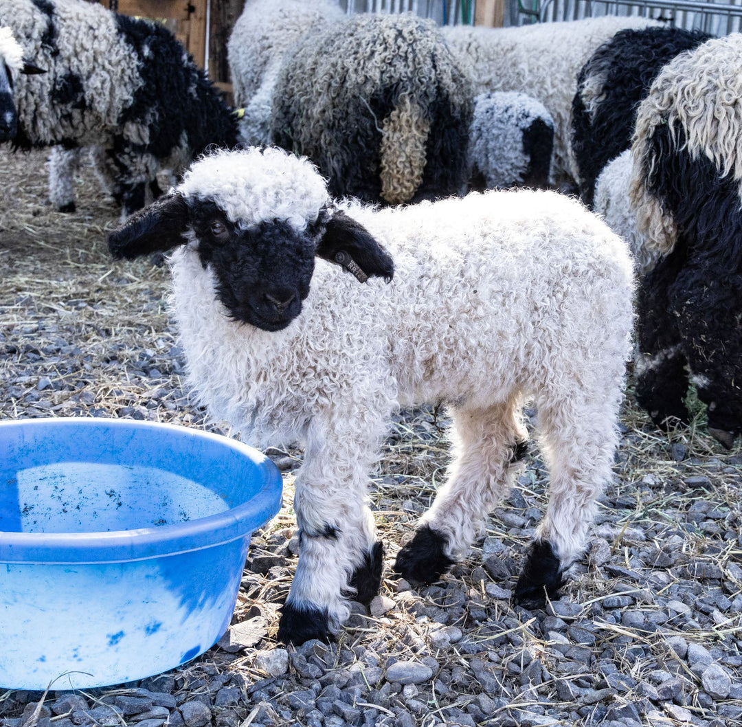 RLX Mavis | F2 Ewe Lamb (75%) - Rancho Relaxo Farm