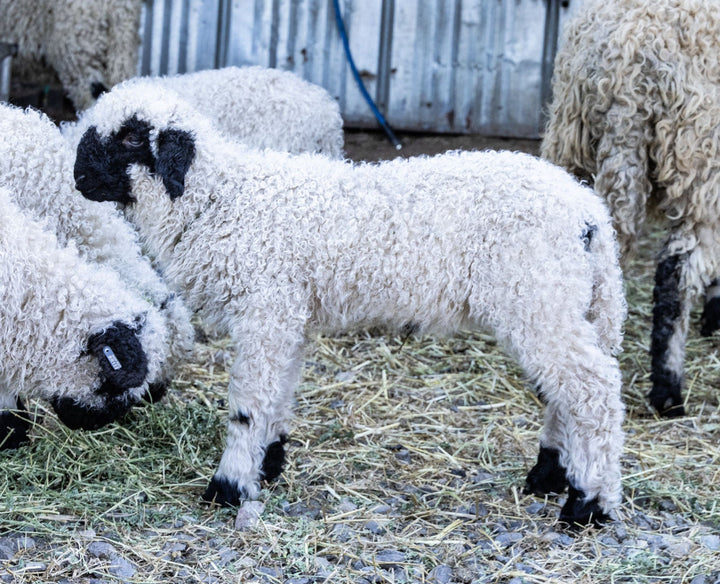 RLX Mavis | F2 Ewe Lamb (75%) - Rancho Relaxo Farm