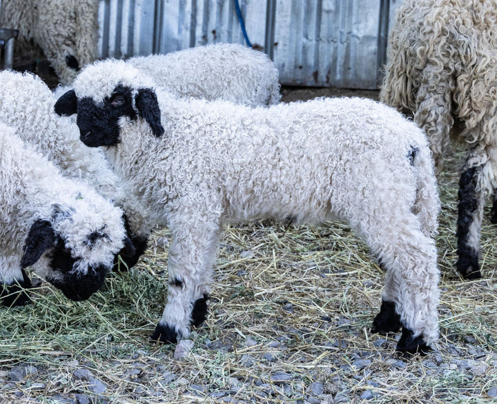 RLX Mavis | F2 Ewe Lamb (75%) - Rancho Relaxo Farm