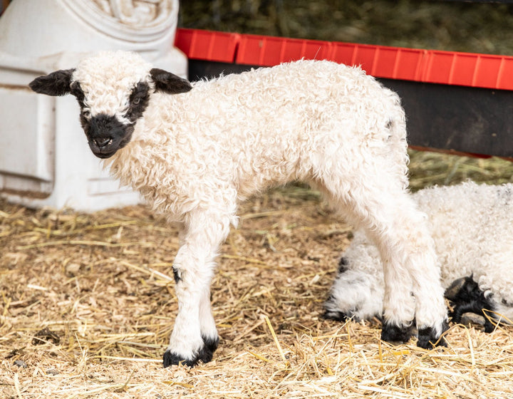 RLX Merti | F2 Ewe Lamb (75%) - Rancho Relaxo Farm