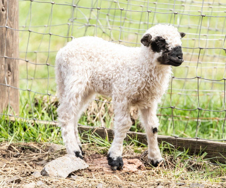 RLX Merti | F2 Ewe Lamb (75%) - Rancho Relaxo Farm