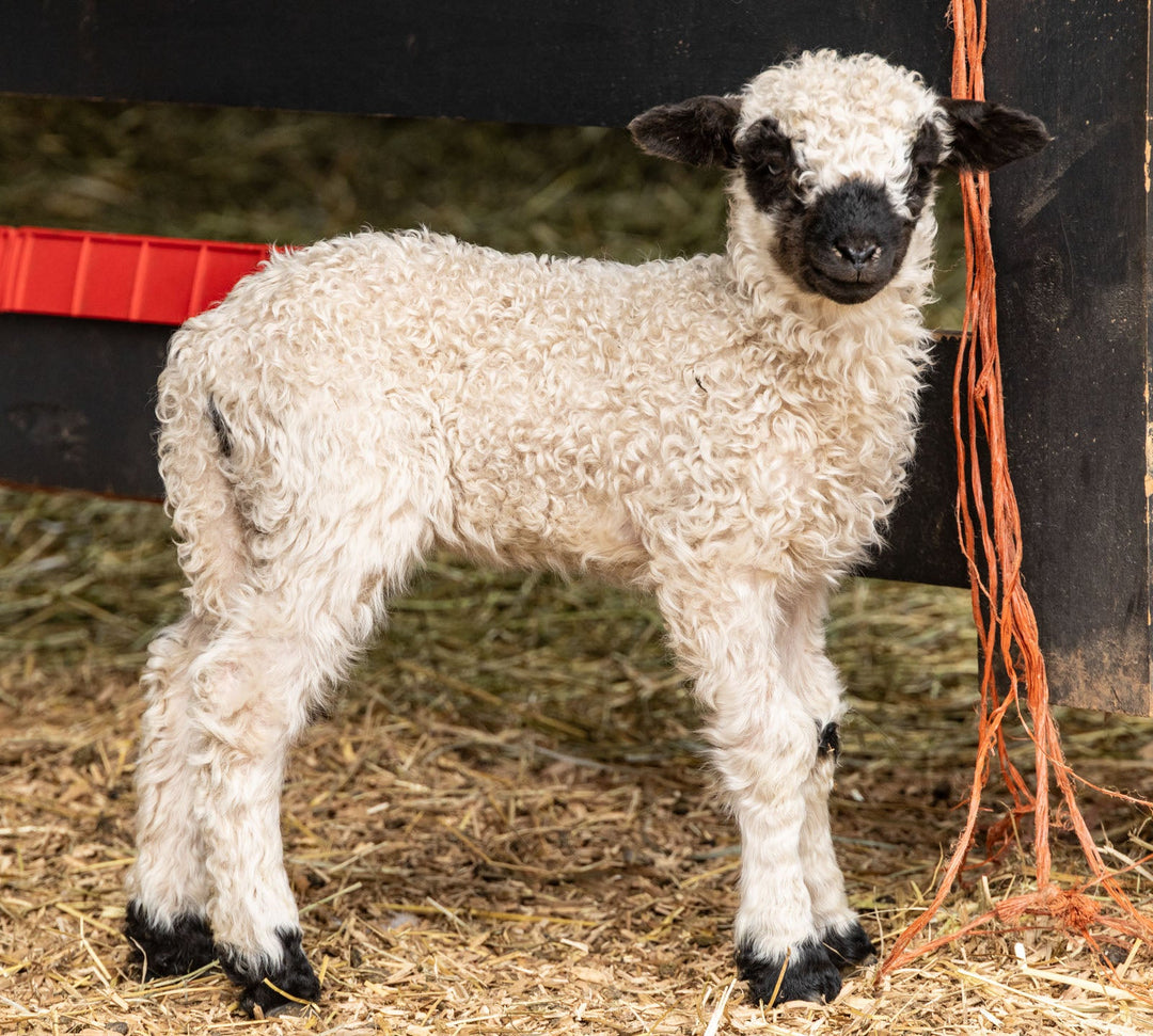 RLX Merti | F2 Ewe Lamb (75%) - Rancho Relaxo Farm