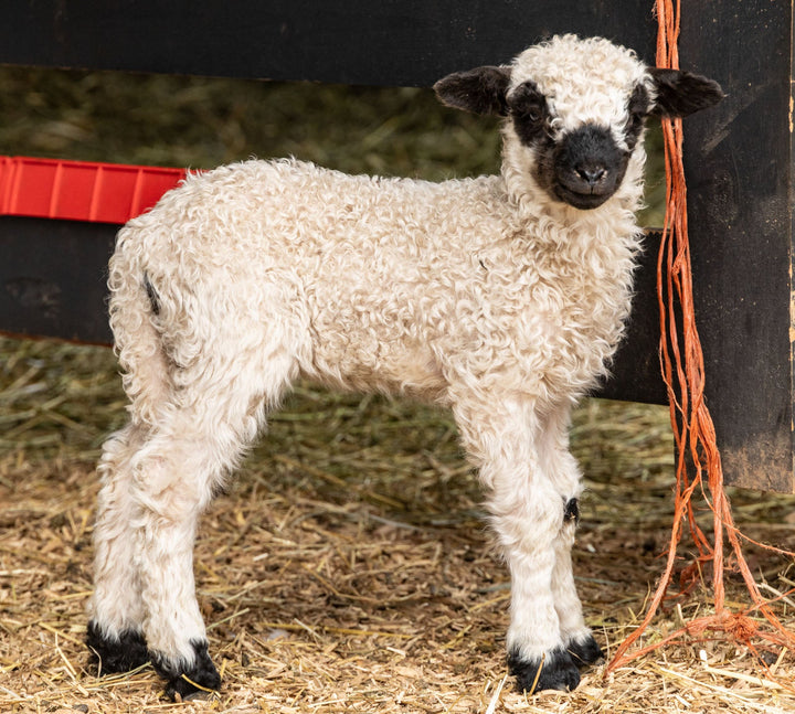 RLX Merti | F2 Ewe Lamb (75%) - Rancho Relaxo Farm