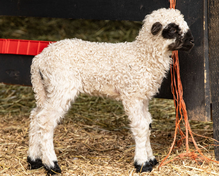 RLX Merti | F2 Ewe Lamb (75%) - Rancho Relaxo Farm