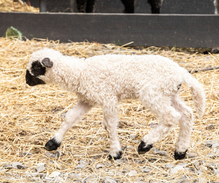 RLX Merti | F2 Ewe Lamb (75%) - Rancho Relaxo Farm