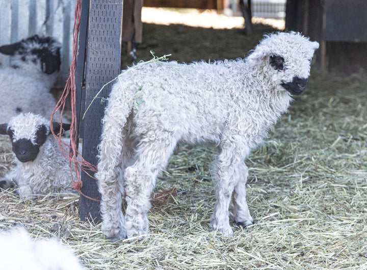 RLX Merti | F2 Ewe Lamb (75%) - Rancho Relaxo Farm