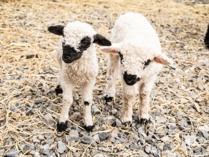 RLX Merti | F2 Ewe Lamb (75%) - Rancho Relaxo Farm