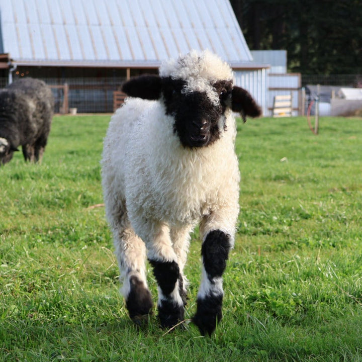 RLX Midge | F2 Ewe Lamb (75%) - Rancho Relaxo Farm