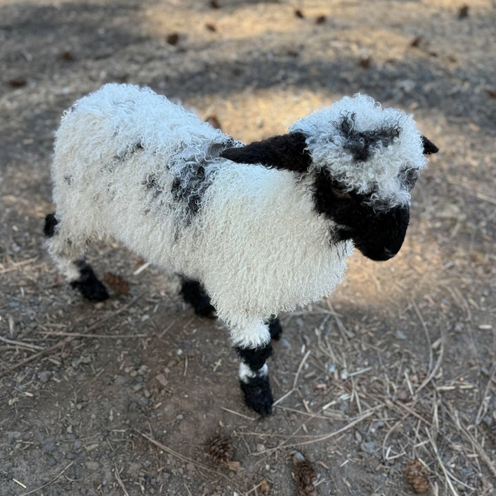 RLX Midge | F2 Ewe Lamb (75%) - Rancho Relaxo Farm