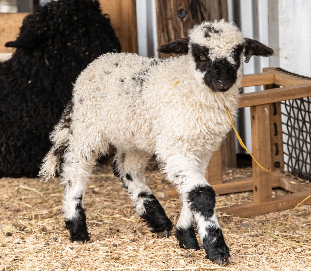 RLX Midge | F2 Ewe Lamb (75%) - Rancho Relaxo Farm