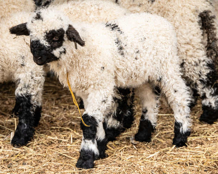 RLX Midge | F2 Ewe Lamb (75%) - Rancho Relaxo Farm