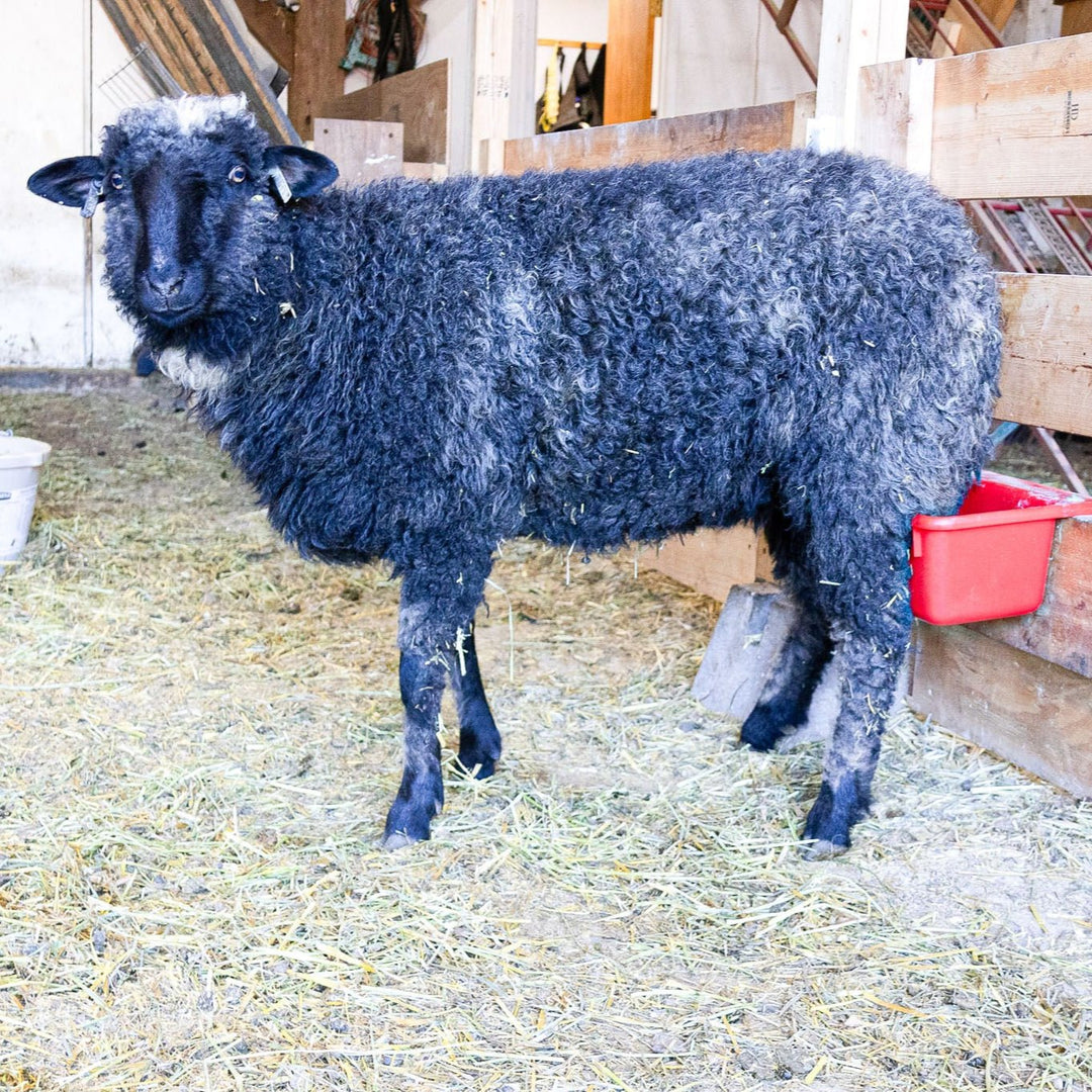 RRF BLYSS | F1 yearling Ewe (50%) - Rancho Relaxo Farm