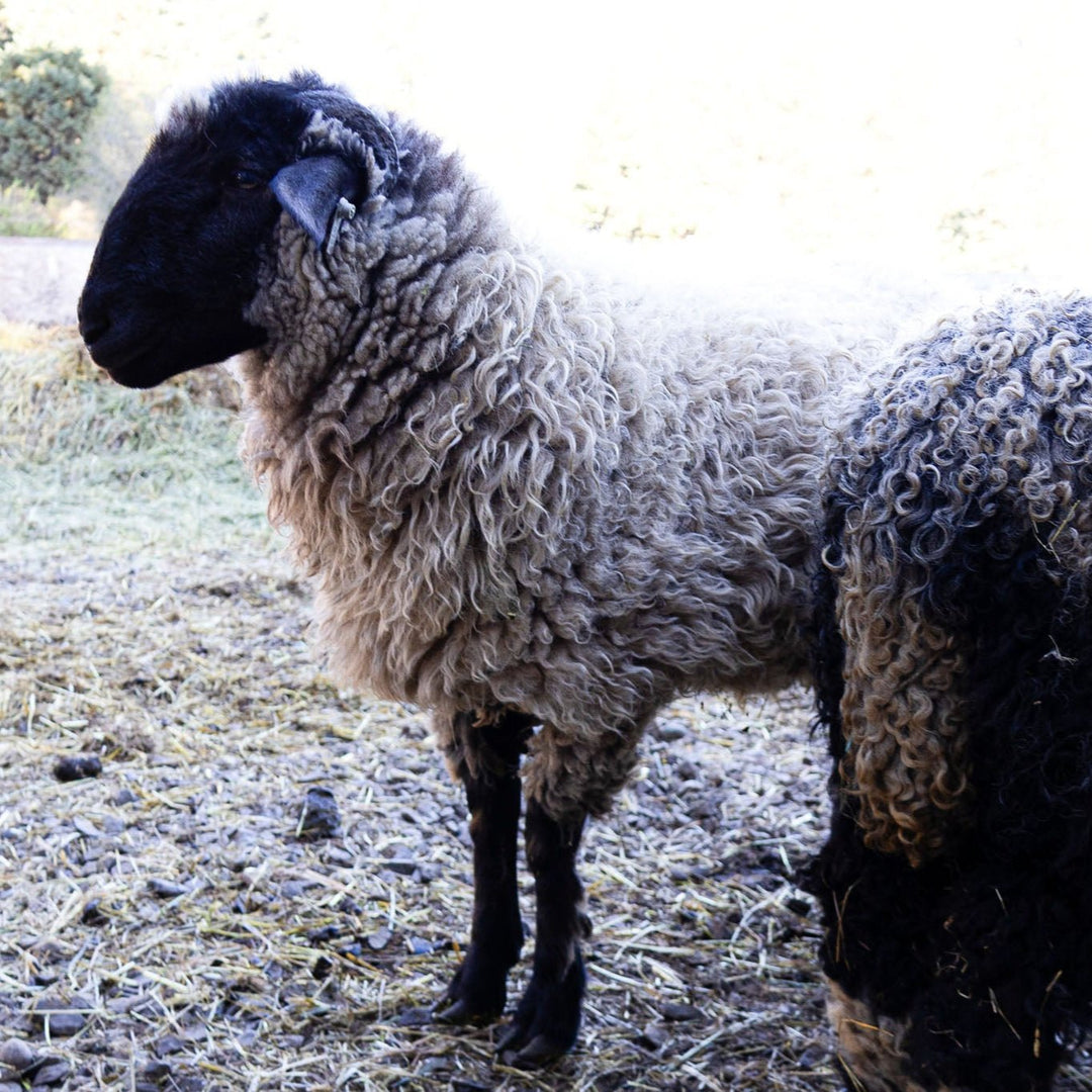 RRF BONNIE | F1 YEARLING EWE (50%) - Rancho Relaxo Farm