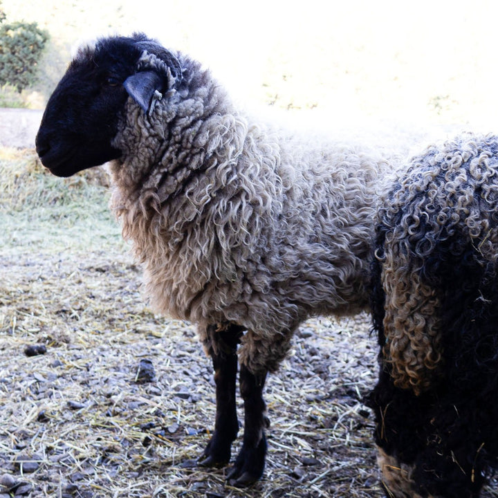 RRF BONNIE | F1 YEARLING EWE (50%) - Rancho Relaxo Farm