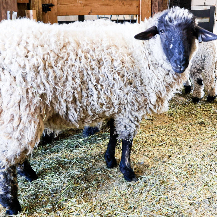 RRF BONNIE | F1 YEARLING EWE (50%) - Rancho Relaxo Farm