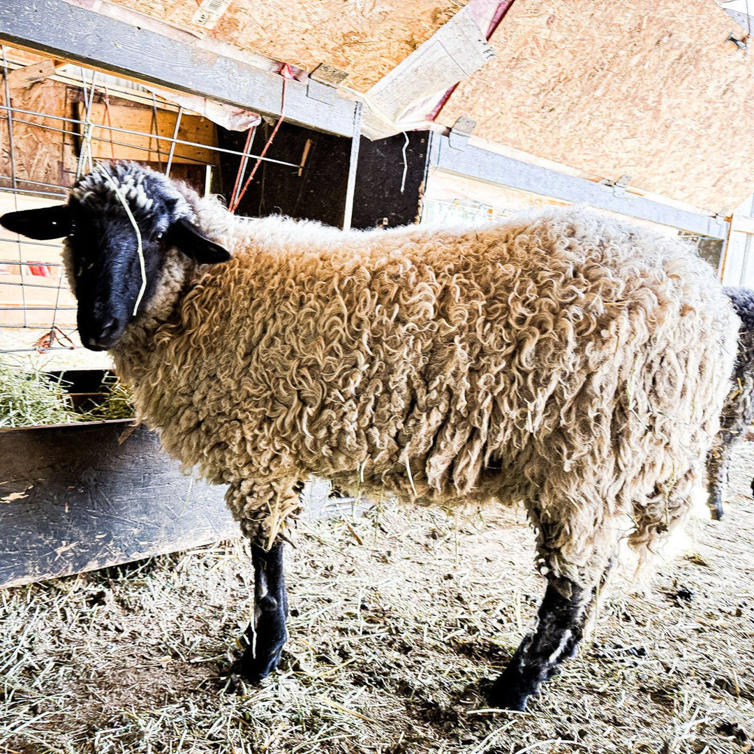 RRF BONNIE | F1 YEARLING EWE (50%) - Rancho Relaxo Farm
