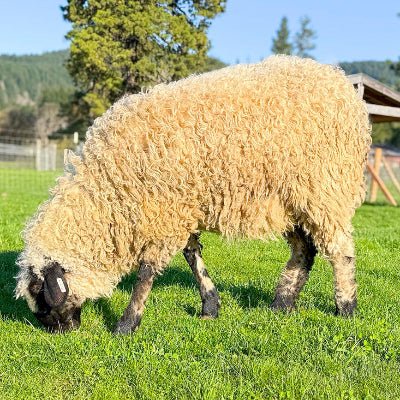 RRF Bristol | F1+ YEARLING Ewe (72% VBS) - Rancho Relaxo Farm