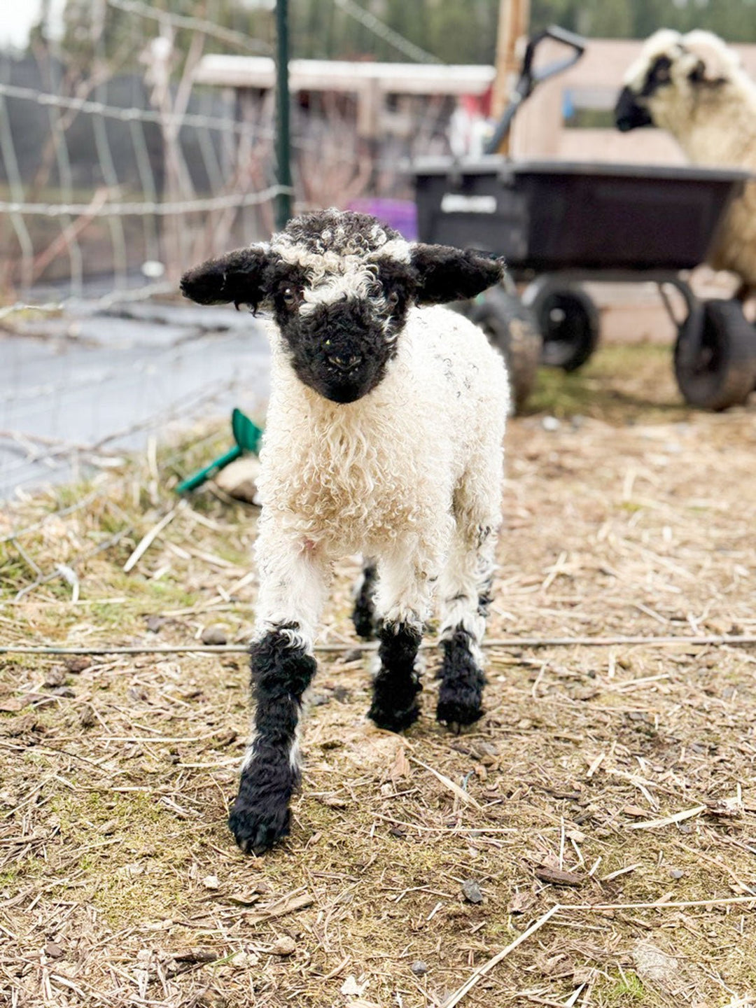 RRF Margot | F2 Ewe Lamb (75%) - Rancho Relaxo Farm