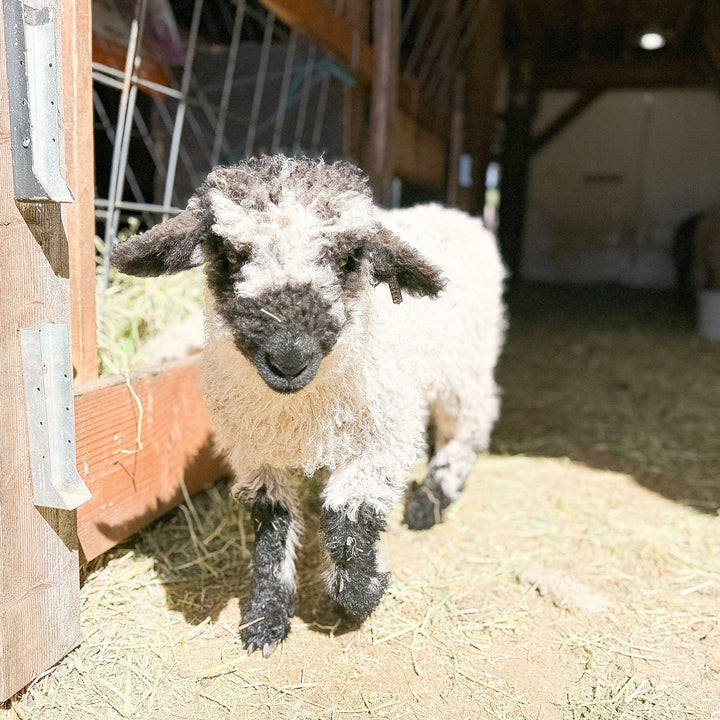 RRF Margot | F2 Ewe Lamb (75%) - Rancho Relaxo Farm