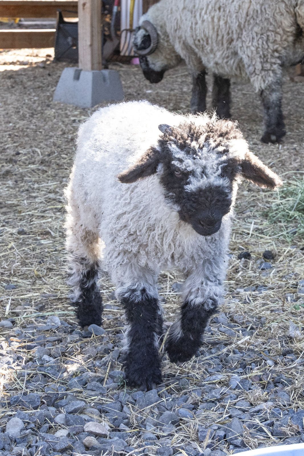 RRF Margot | F2 Ewe Lamb (75%) - Rancho Relaxo Farm