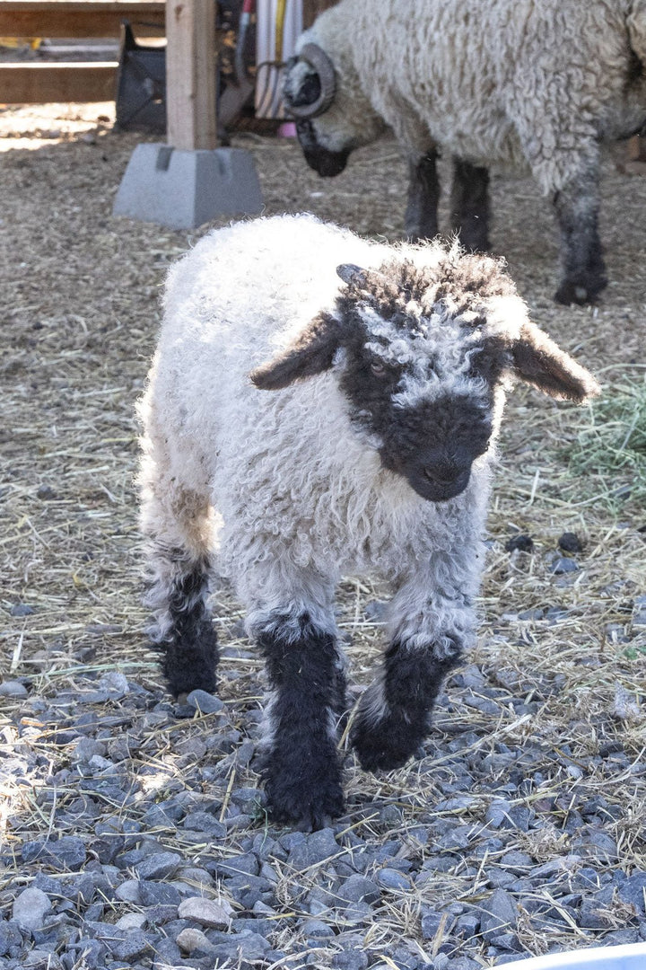 RRF Margot | F2 Ewe Lamb (75%) - Rancho Relaxo Farm