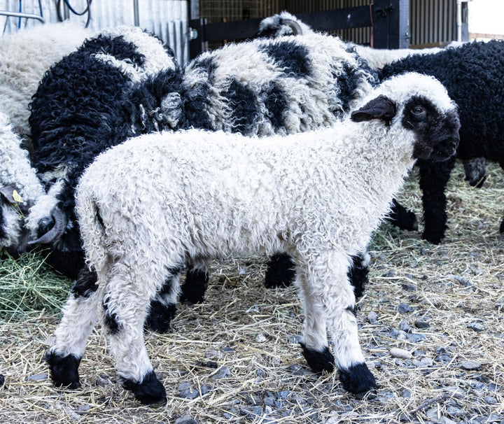 RRF Mateo | F3 Ram Lamb (87.5%) - Rancho Relaxo Farm