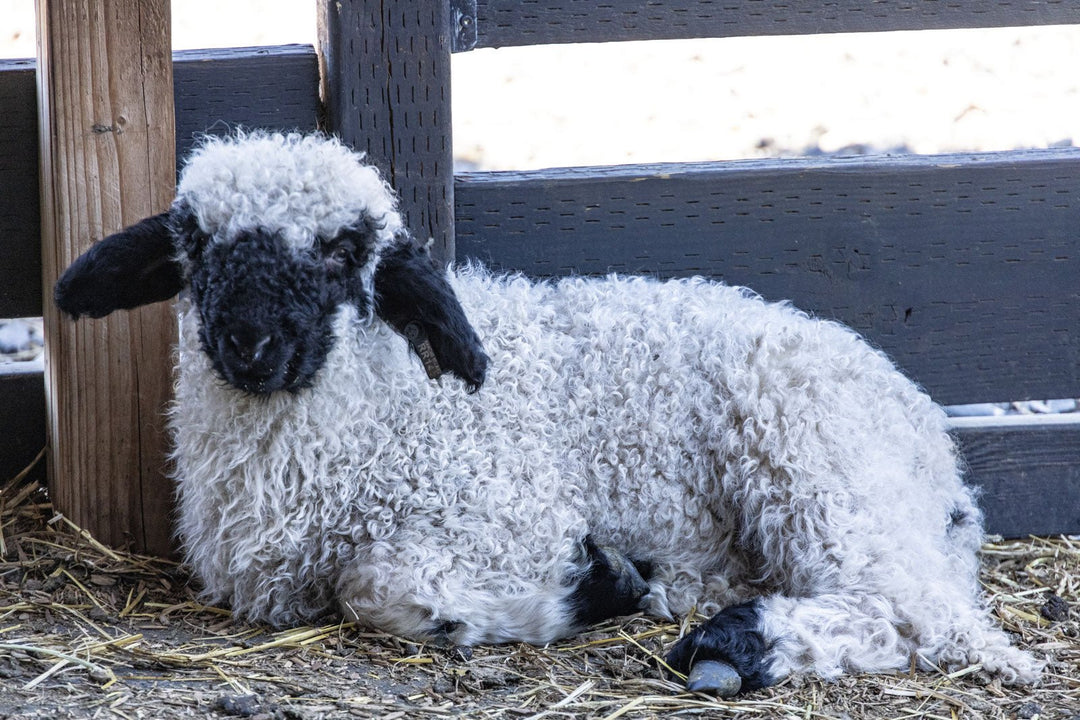RRF Mateo | F3 Ram Lamb (87.5%) - Rancho Relaxo Farm