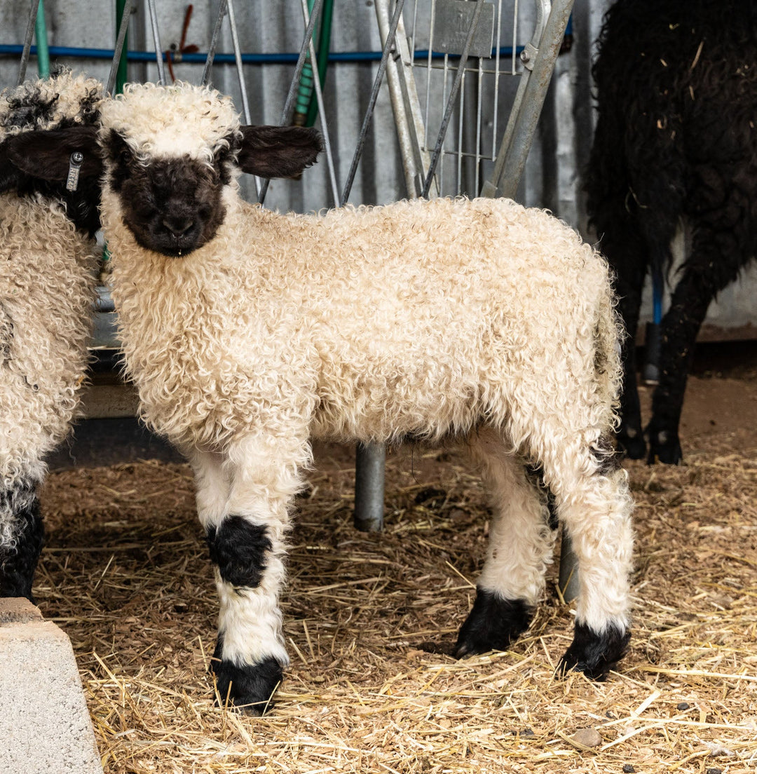 RRF Mateo | F3 Ram Lamb (87.5%) - Rancho Relaxo Farm
