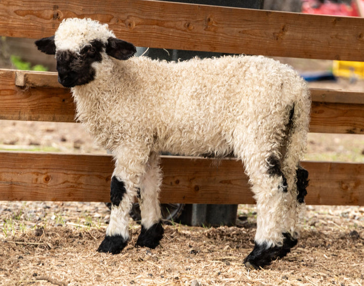 RRF Mateo | F3 Ram Lamb (87.5%) - Rancho Relaxo Farm