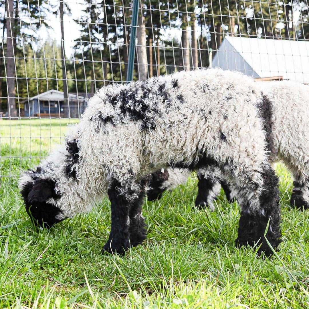 RRF Merlin | F3 Ram Lamb (87.5%) - Rancho Relaxo Farm