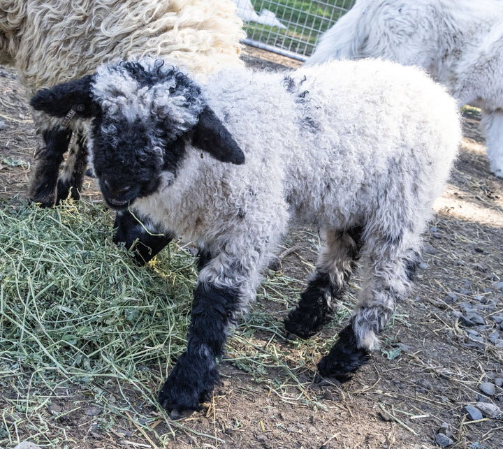 RRF Moqui | F2 Wether (75%) - Rancho Relaxo Farm
