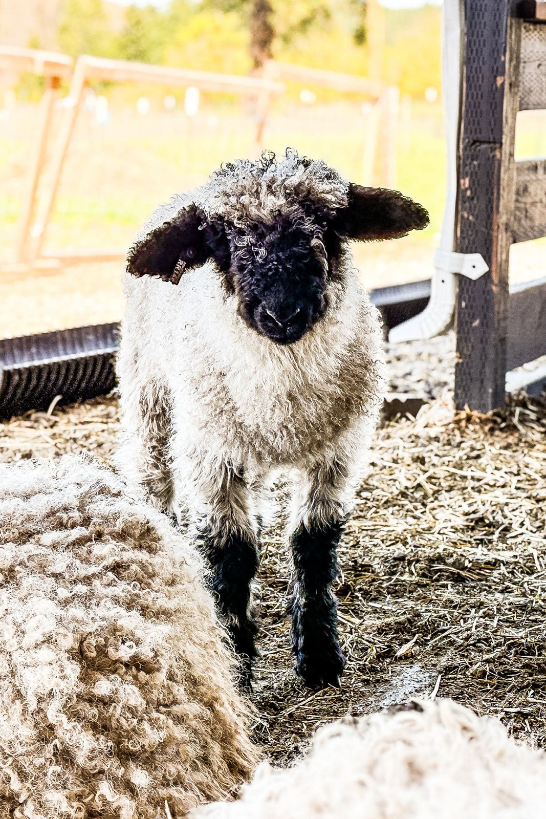 RRF Moqui | F2 Wether (75%) - Rancho Relaxo Farm