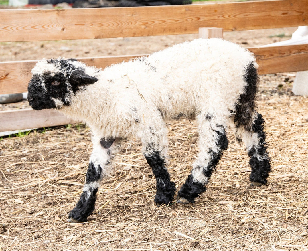 RRF Moqui | F2 Wether (75%) - Rancho Relaxo Farm
