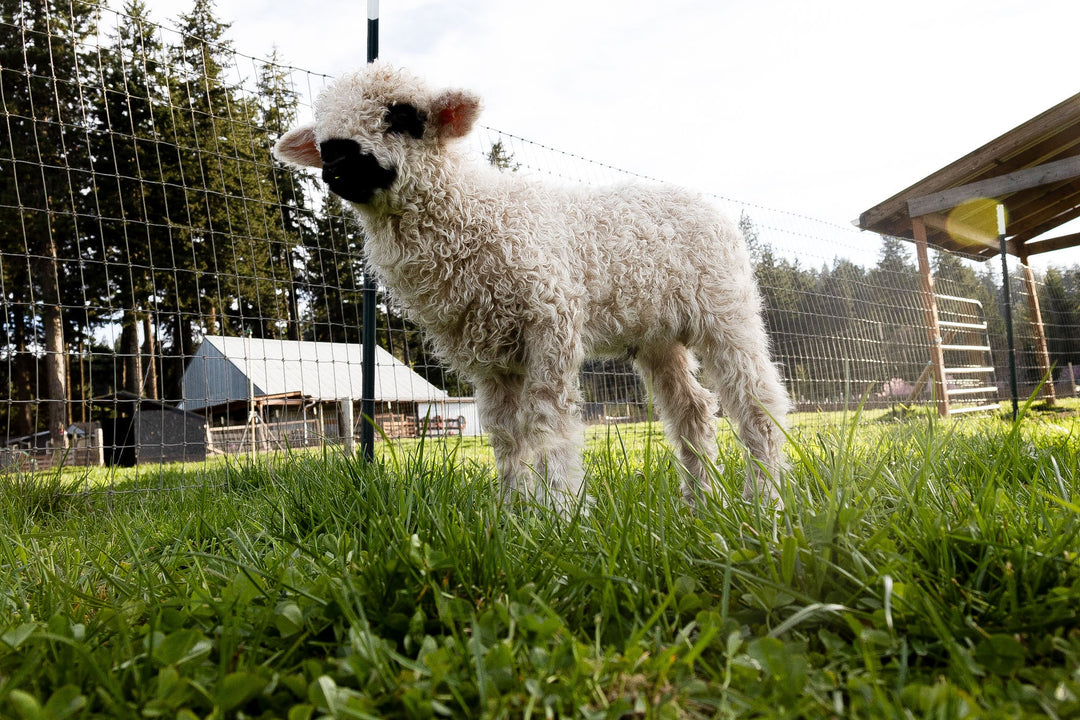 RRF Moss | F2 Wether (75%) - Rancho Relaxo Farm