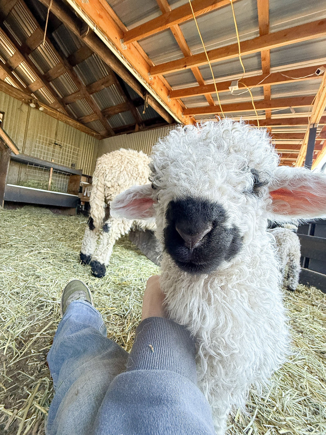 RRF Moss | F2 Wether (75%) - Rancho Relaxo Farm