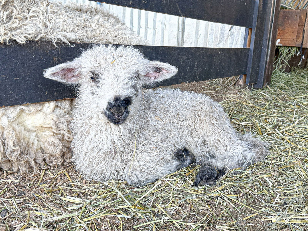 RRF Moss | F2 Wether (75%) - Rancho Relaxo Farm