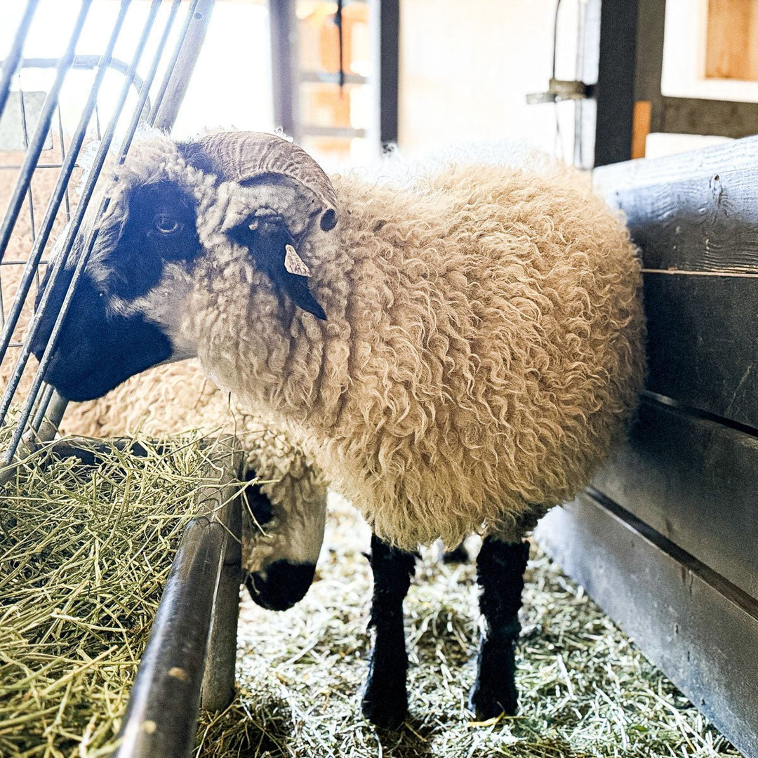 SL Celeste OR147 - 1617 | F2 EWE (75%) - Rancho Relaxo Farm