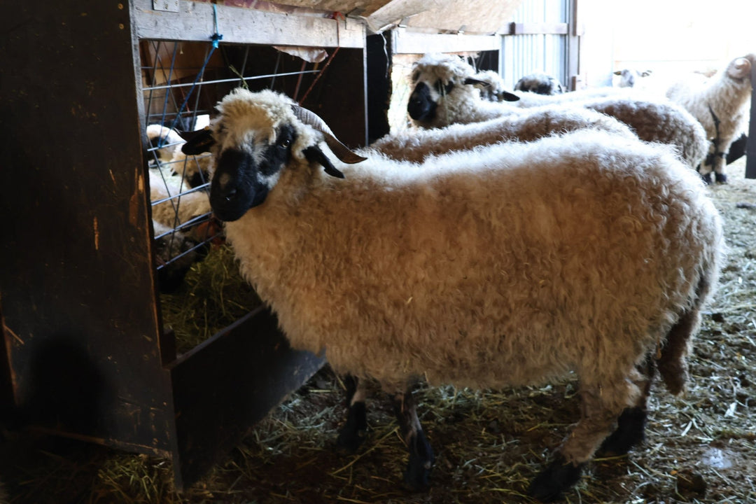SL Celeste OR147 - 1617 | F2 EWE (75%) - Rancho Relaxo Farm