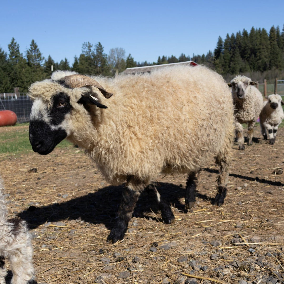 SL Celeste OR147 - 1617 | F2 EWE (75%) - Rancho Relaxo Farm