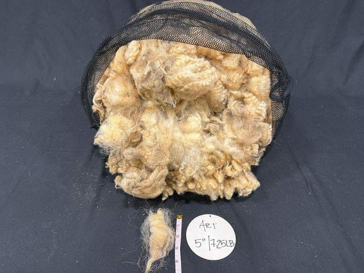 Tunis | Ari - Rancho Relaxo Farm