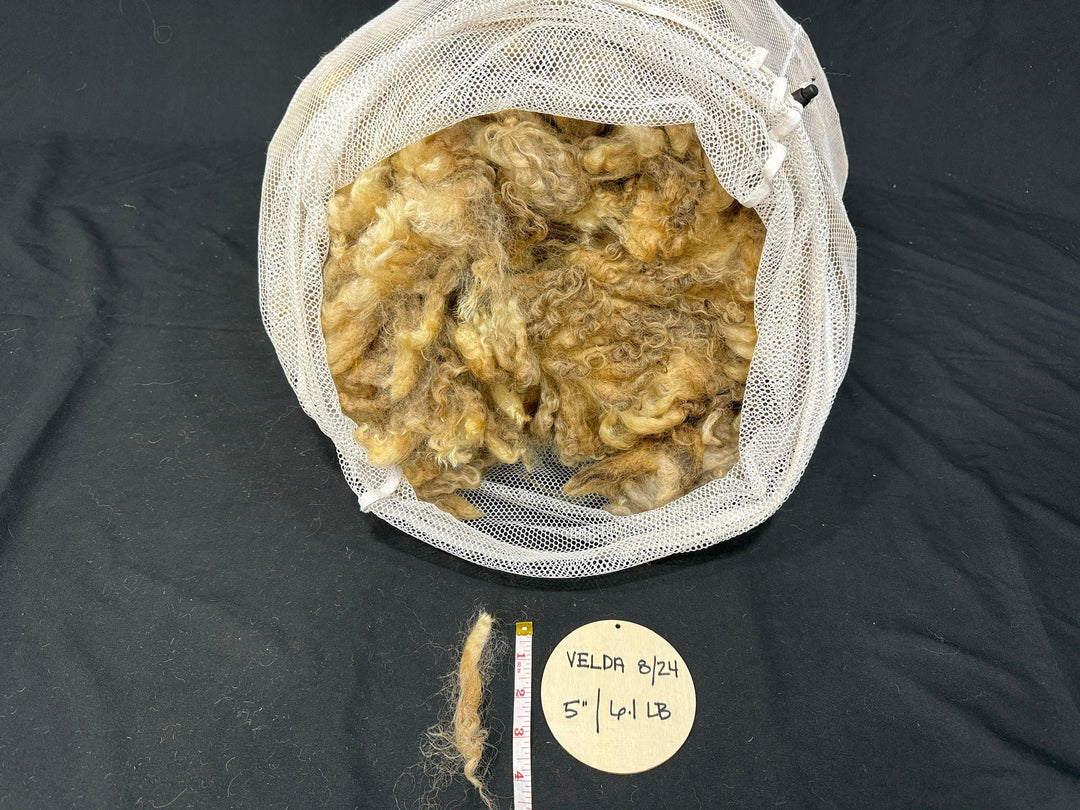 Valais x Wensleydale/Teeswater - Rancho Relaxo Farm