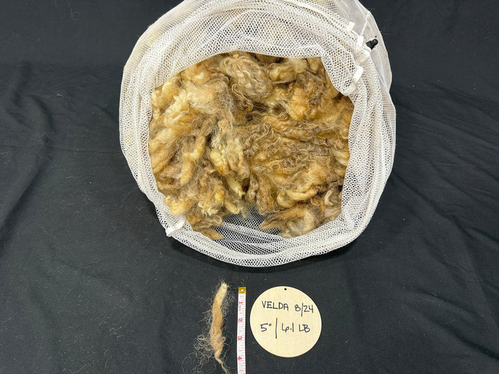 Valais x Wensleydale/Teeswater - Rancho Relaxo Farm