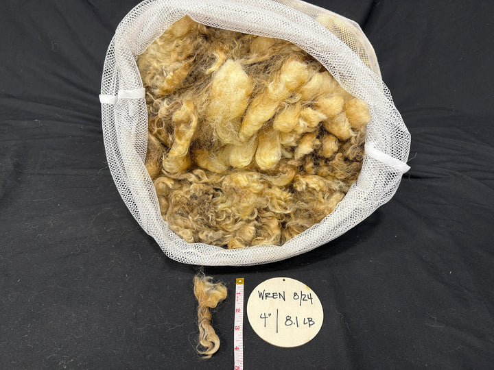 Valais x Wensleydale/Teeswater - Rancho Relaxo Farm