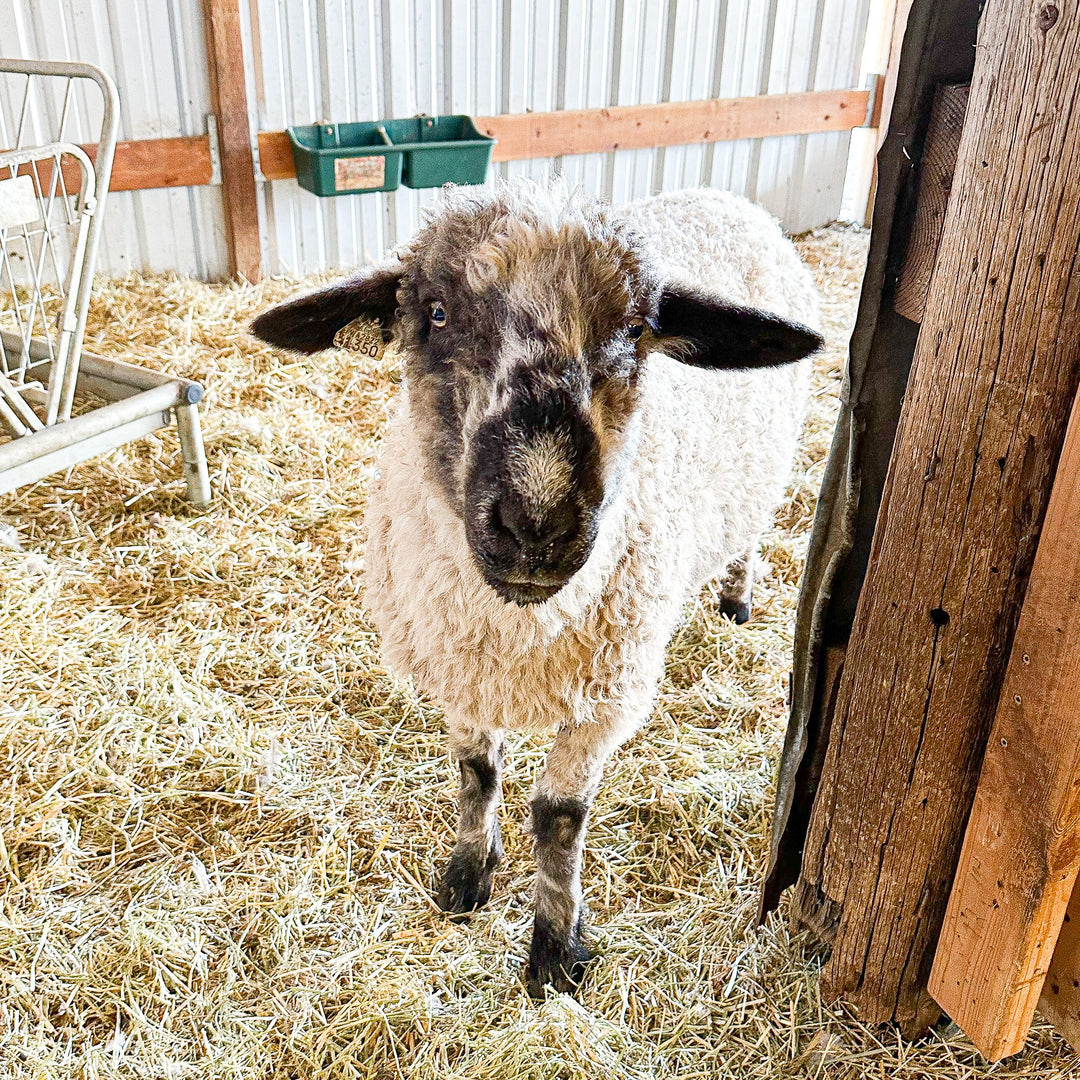 VBSWA Thelma | Proven F1 Ewe (50%) - Rancho Relaxo Farm