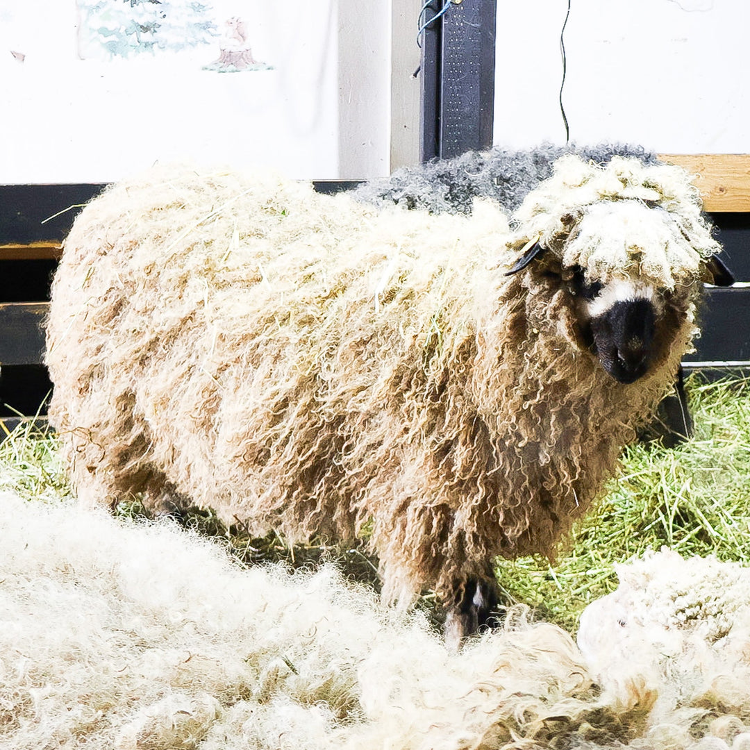 WRF TUVA | Proven F1 Ewe (50%) - Rancho Relaxo Farm