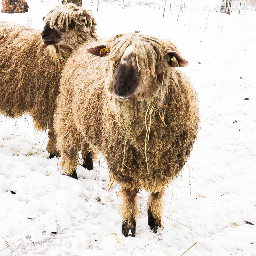 WRF VELDA | Proven F1 Ewe (50%) - Rancho Relaxo Farm